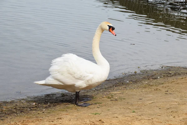 Одинокий белый лебедь на чистом озере — стоковое фото