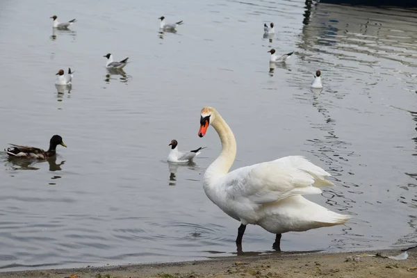 Cisne blanco en un lago limpio acompañado de gaviotas y patos — Foto de Stock