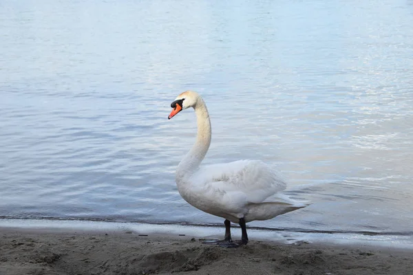 Одинокий белый лебедь на чистом озере — стоковое фото