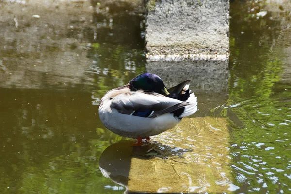 Hermoso pequeño pato nadar — Foto de Stock