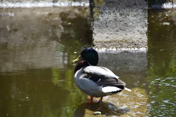 Pequeno pato solitário junto ao lago — Fotografia de Stock