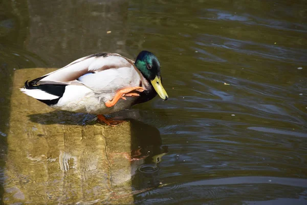Liten lonely duck vid sjön — Stockfoto