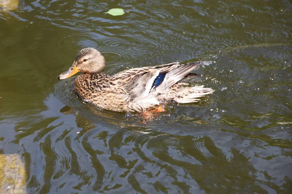Yalnız bir ördek suda Yüzme