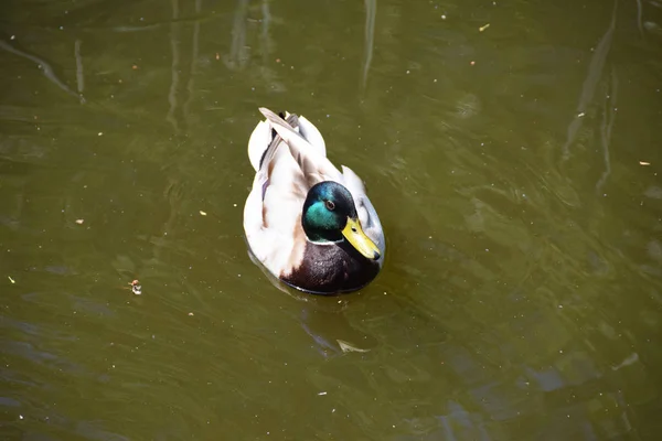 Bonito pato selvagem nadando no lago — Fotografia de Stock