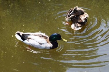 Güzel anne genç ördekler ile ördek