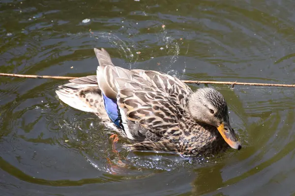 Pato bonito Mãe pato com patos jovens — Fotografia de Stock