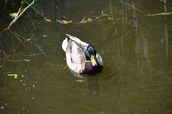 Gölde yüzmeye güzel yalnız ördek