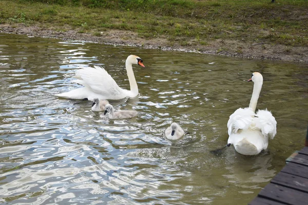 Suini familiari con bambini sul lago — Foto Stock