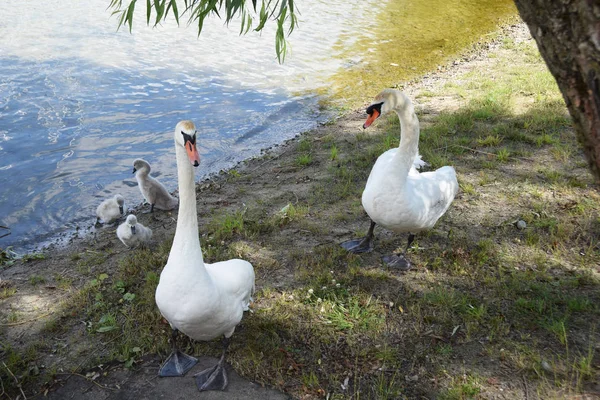 Porcinos familiares con niños en el lago — Foto de Stock