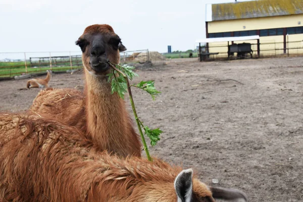 Ett lamadjur kommer att anförtro en penna till barnens terapi — Stockfoto