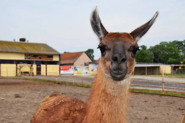 Lama çocukların tedavisi için bir kalem sır
