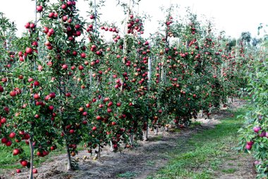 Meyve bahçesindeki sulu elmalarla