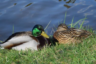 İki ördek gölün kıyısında dinleniyor.