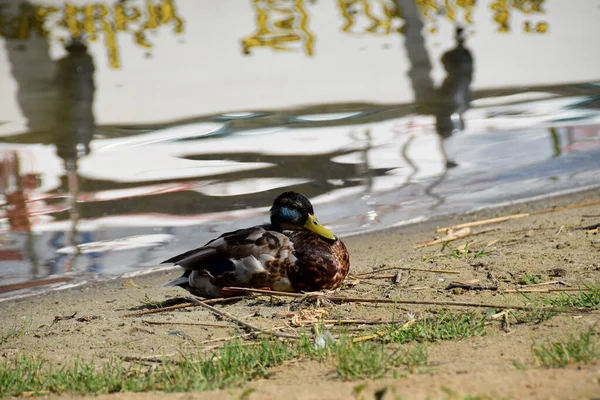 Canard Reposant Sur Rive Lac — Photo