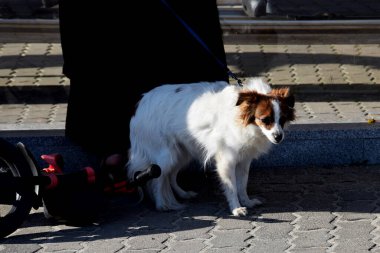 Tasmalı köpek yürüyor.