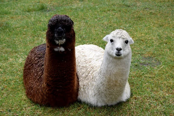 Dos Alpacas Mojadas Descansando Sobre Hierba — Foto de Stock