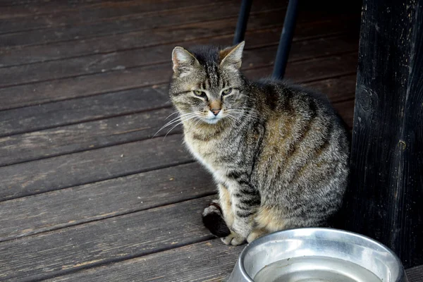 Gato Gris Tabby Sentado Terraza — Foto de Stock