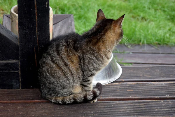 タビー グレイの猫がテラスに座り — ストック写真