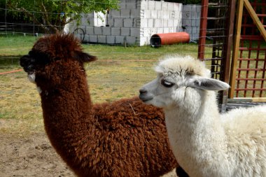 İki alpaka başı yan yana