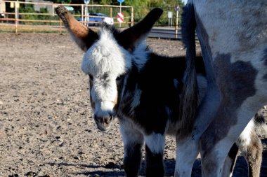 Bahçede küçük beceriksiz bir eşek.