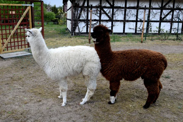 Två Fina Alpacas Gården — Stockfoto