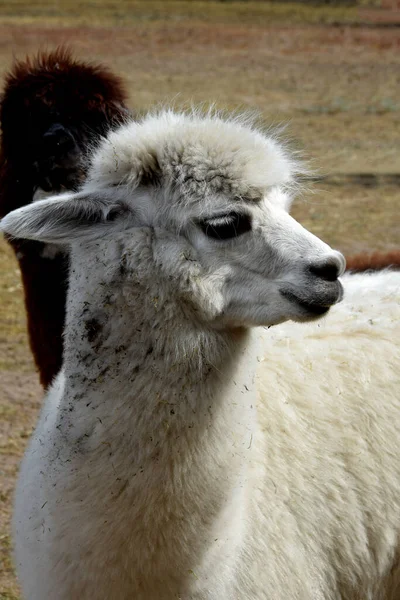 Head White Alpaca Yard — Stock Photo, Image