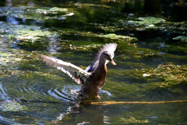 Die Ente Auf Dem See Hebt Fliegen — Stockfoto