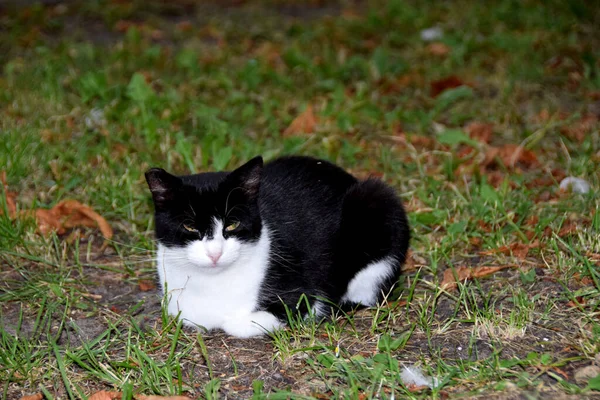 Czarny Biały Kot Siedzący Betonowej Drodze — Zdjęcie stockowe