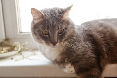 Gri kedi pencere eşiğinde yatıyor.