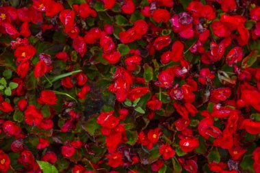 kırmızı yaz çiçekleri dokusu, üst görünüm