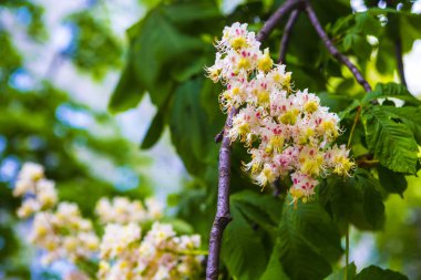 Kestane ağacı baharda çiçek açar. Kestane çiçekli dal, yakın plan.