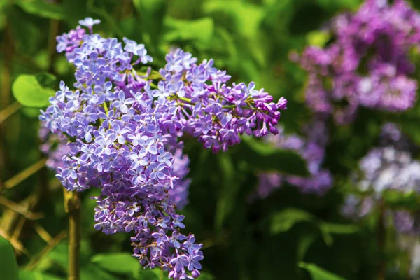 Înflorire Liliac Ramură Parc Closeup — Fotografie, imagine de stoc