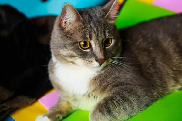 Porträt Einer Grau Gestromten Katze Mit Gelben Augen — Stockfoto