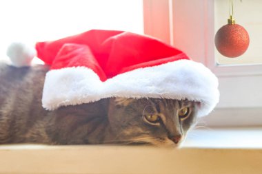 Pencere kenarında duran Noel Baba şapkalı kedi.