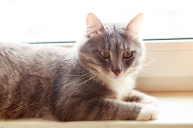 Gri kedi pencere eşiğinde yatıyor.