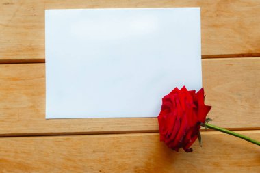 Kırmızı gül ve beyaz model tahta arka planda boş.