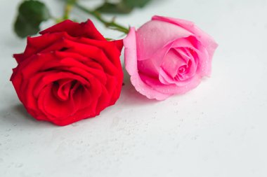 Beyaz arkaplanda pembe ve kırmızı güller, metin için alanı kopyala
