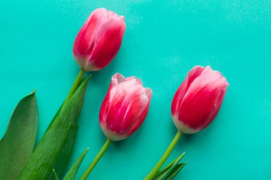 Yeşil zemin üzerinde üç kırmızı lale, üst görünüm, yakın çekim