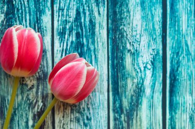 Mavi ahşap arka planda iki kırmızı lale. Paskalya, Anneler Günü ya da Kadınlar Günü tebrik kartı. Metin için alanı kopyala