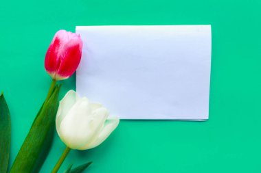 Pembe ve beyaz laleler ve parlak yeşil arkaplanda beyaz model, metin için boşluk kopyala