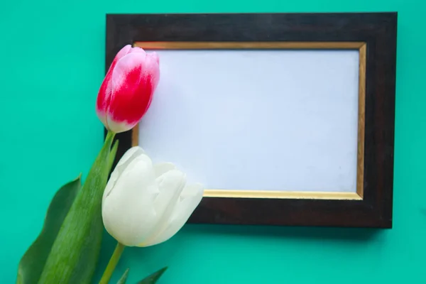 Red and white tulips and mockup photo frame on bright green background