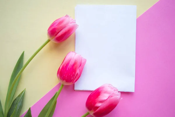 粉色郁金香和白色造型空白在几何粉红色和黄色背景 最低限度概念 案文的复制空间 — 图库照片
