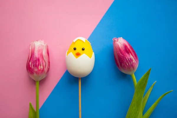 tulips and toy chicken in shell on blue and pink background. Easter greeting car