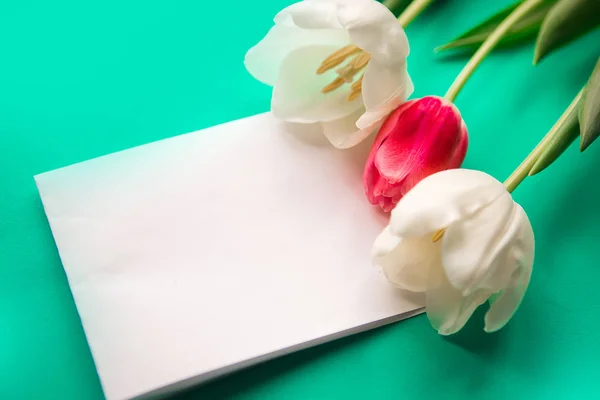 Red and white tulips and white mockup blank on bright green background, copy space for the text