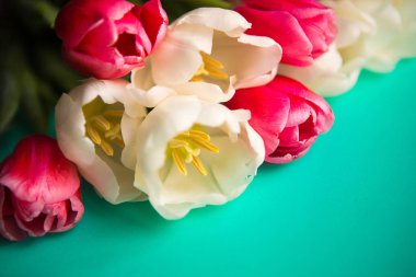 Parlak yeşil arkaplanda kırmızı ve beyaz laleler, yakın plan.