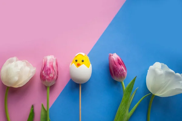 Easter composition - tulips, toy chicken  and quail eggs on geometric blue and pink background, top view