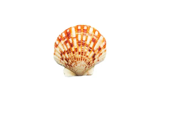 Seashell Aislado Blanco —  Fotos de Stock