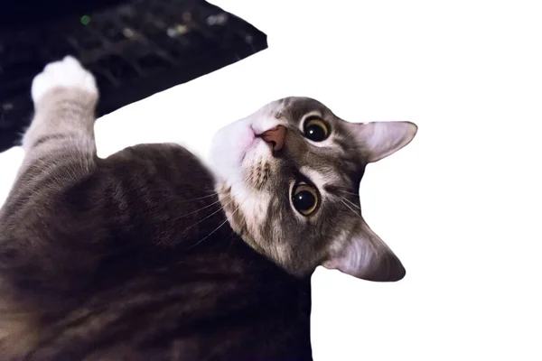 白に隔離されたグレーの猫とキーボード — ストック写真