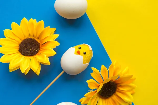 Toy chicken in shell and sunflowers on bright blue background. Easter concept
