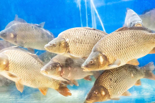 Beaucoup Poissons Carpe Dans Aquarium — Photo